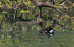 Eurasian Moorhen